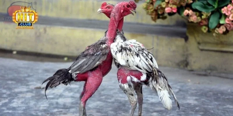 Luật chơi đá gà thomo