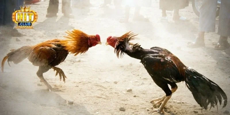 Luật chơi cơ bản trong đá gà cựa dao