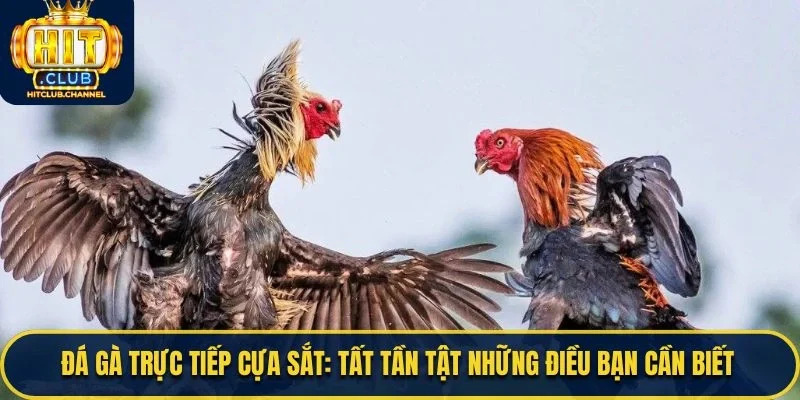 Đá Gà Trực Tiếp Cựa Sắt